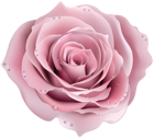 Pink Rose Deco Transparent Image