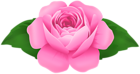 Pink Rose Decorative Clipart