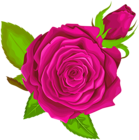 Pink Rose Decorative PNG Clip Art Image