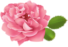 Pink Rose Flower Bush PNG Clip Art Image