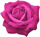 Pink Rose Flower Clip Art Image