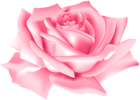 Pink Rose Flower PNG Clip Art Image