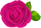 Pink Rose Flower PNG Clipart