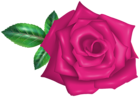 Pink Rose Flower Transparent PNG Image