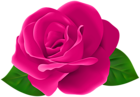 Pink Rose Flower with Leaves PNG Clipart