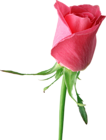 Pink Rose Large PNG Clipart