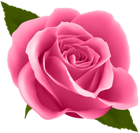 Pink Rose PNG Clip Art Image