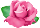 Pink Rose PNG Clip Art Transparent Image