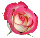 Pink Rose PNG Clipart Image