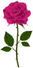 Pink Rose PNG Transparent Clipart