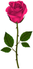 Pink Rose PNG Transparent Clipart
