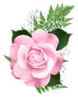 Pink Rose PNG Transparent Picture