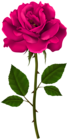 Pink Rose Stem PNG Transparent Clipart