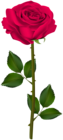 Pink Rose Transparent Clip Art Image