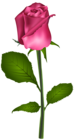 Pink Rose Transparent Clip Art Image