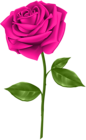 Pink Rose Transparent PNG Clip Art