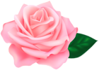 Pink Rose Transparent PNG Clipart