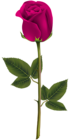 Pink Rose Transparent PNG Image