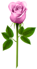Pink Rose Transparent PNG Image
