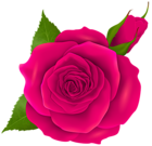 Pink Rose and Bud Transparent PNG Clip Art