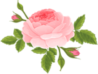 Pink Rose with Buds PNG Clip Art Image
