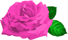 Pink Rose with Leaves PNG Clipart