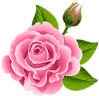Pink Rose with Rose Bud PNG Clip Art Image