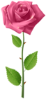 Pink Rose with Steam Transparent Image