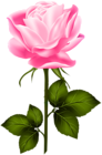Pink Rose with Stem PNG Clip Art