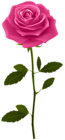 Pink Rose with Stem PNG Clip Art Image