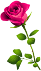 Pink Rose with Stem PNG Clipart Image