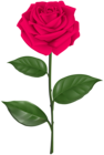 Pink Rose with Stem Transparent Clipart