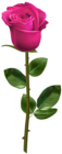 Pink Rose with Stem Transparent Image