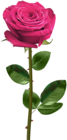 Pink Rose with Stem Transparent PNG Image