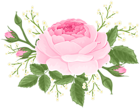 Pink Rose with White Flowers PNG Clip Art Image