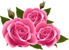 Pink Roses PNG Clip Art Image
