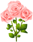 Pink Roses PNG Transparent Clipart