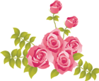 Pink Roses Painted Picture Clipart