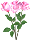 Pink Roses Transparent Clip Art Image