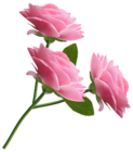 Pink Roses Transparent PNG Clipart