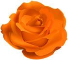 Pretty Orange Rose PNG Clipart