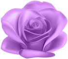 Purple Flower Rose Transparent Image