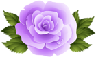 Purple Rose Clip Art PNG Image