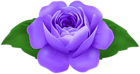 Purple Rose Decorative Clipart