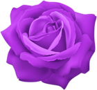 Purple Rose Flower Clip Art Image