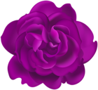 Purple Rose Flower Clipart
