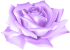 Purple Rose Flower PNG Clip Art Image