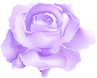 Purple Rose Flower PNG Clipart