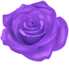 Purple Rose Flower PNG Transparent Clipart