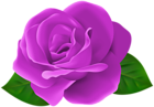 Purple Rose Flower with Leaves PNG Clipart